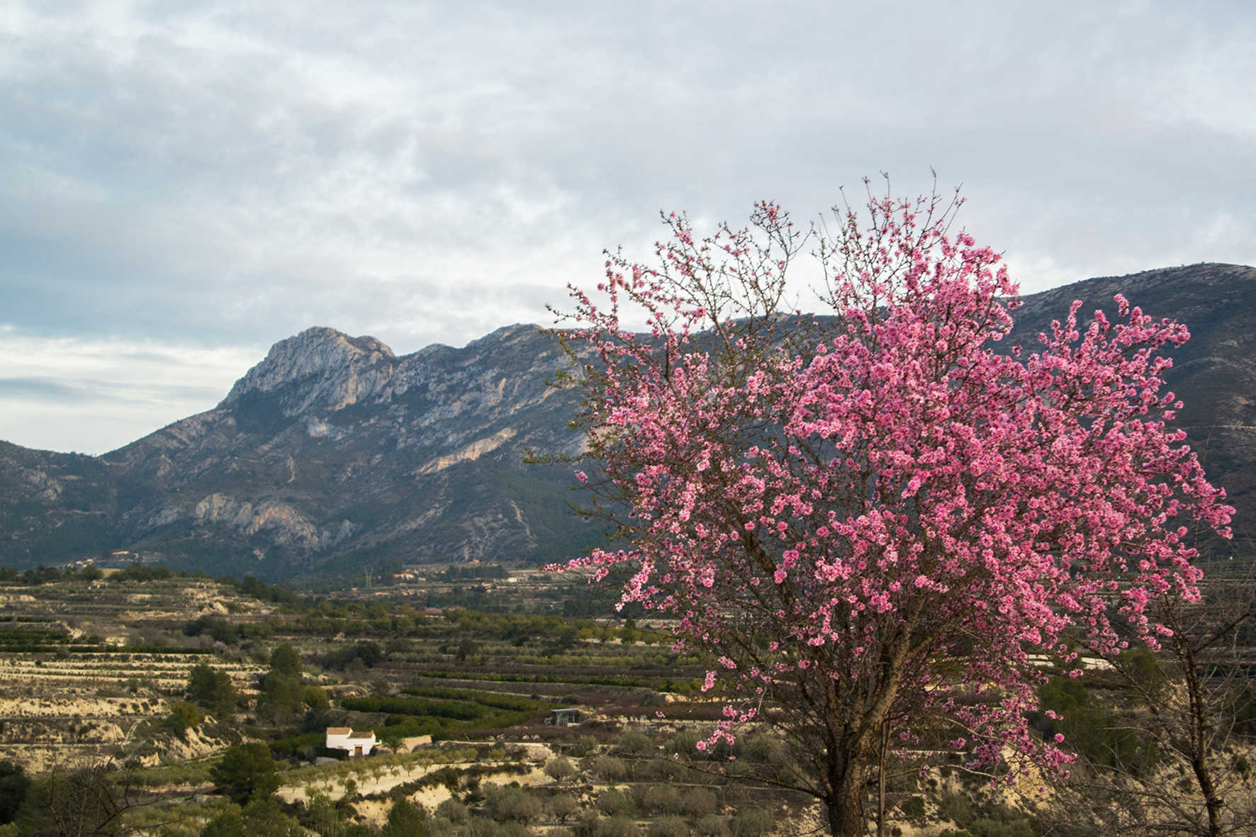 Solana's Landscape