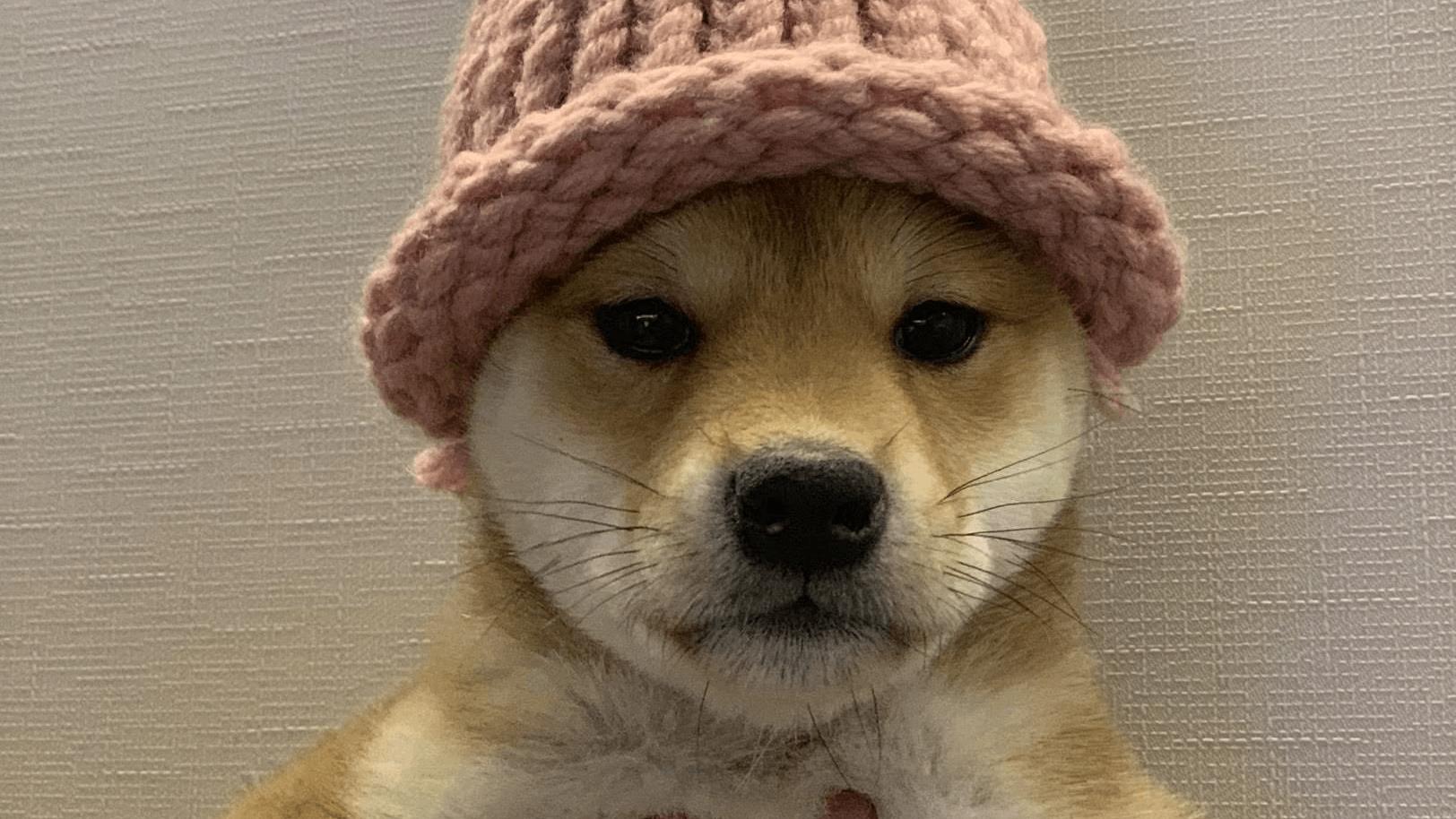 Dogwifhat WIF Solana meme coin
