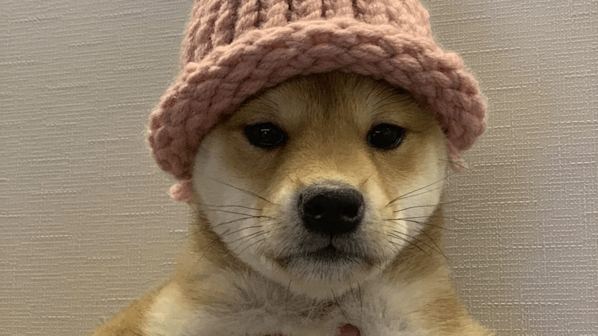 Dogwifhat WIF Solana meme coin Shiba Inu